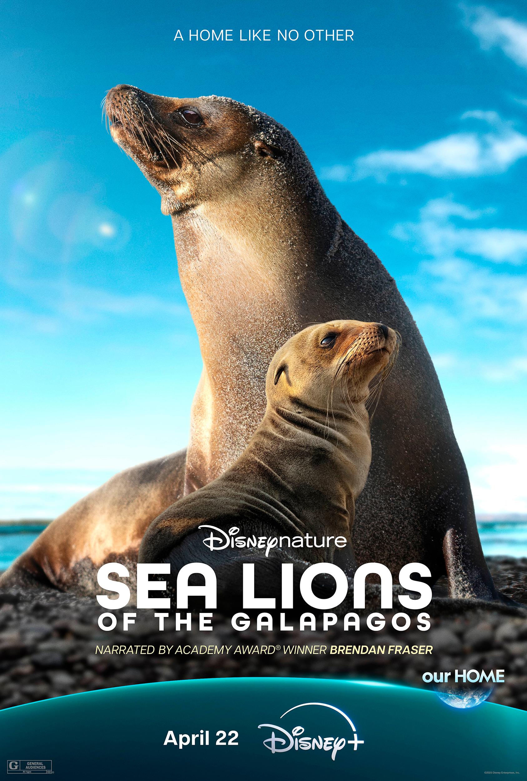 Sư Tử Biển Galapagos Sea Lions of the Galapagos