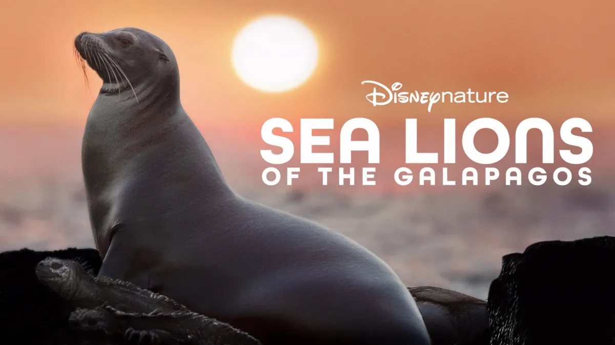 Sư Tử Biển Galapagos - Sea Lions of the Galapagos