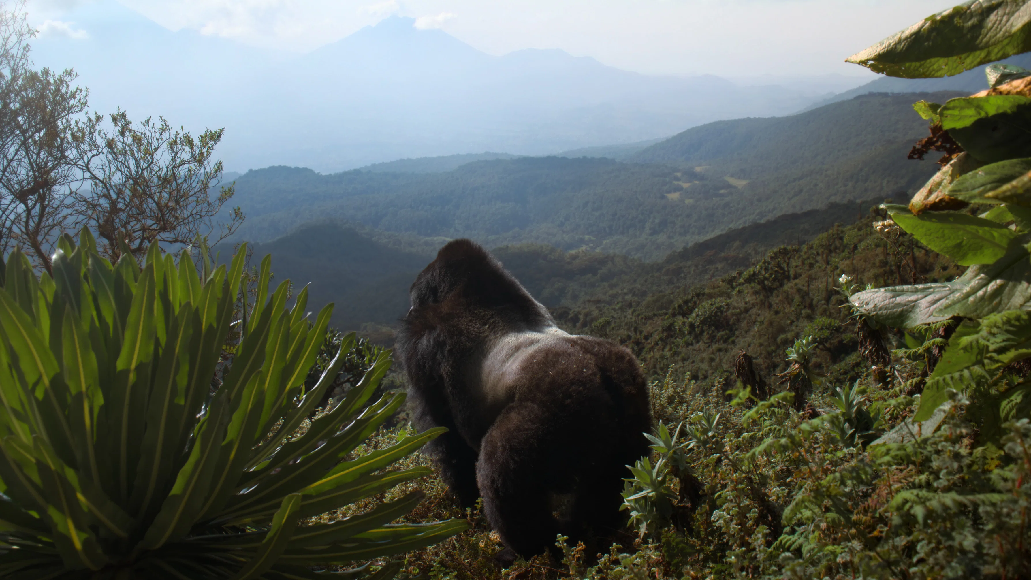 Câu chuyện khỉ đột: Qua lời kể của David Attenborough - A Gorilla Story: Told by David Attenborough