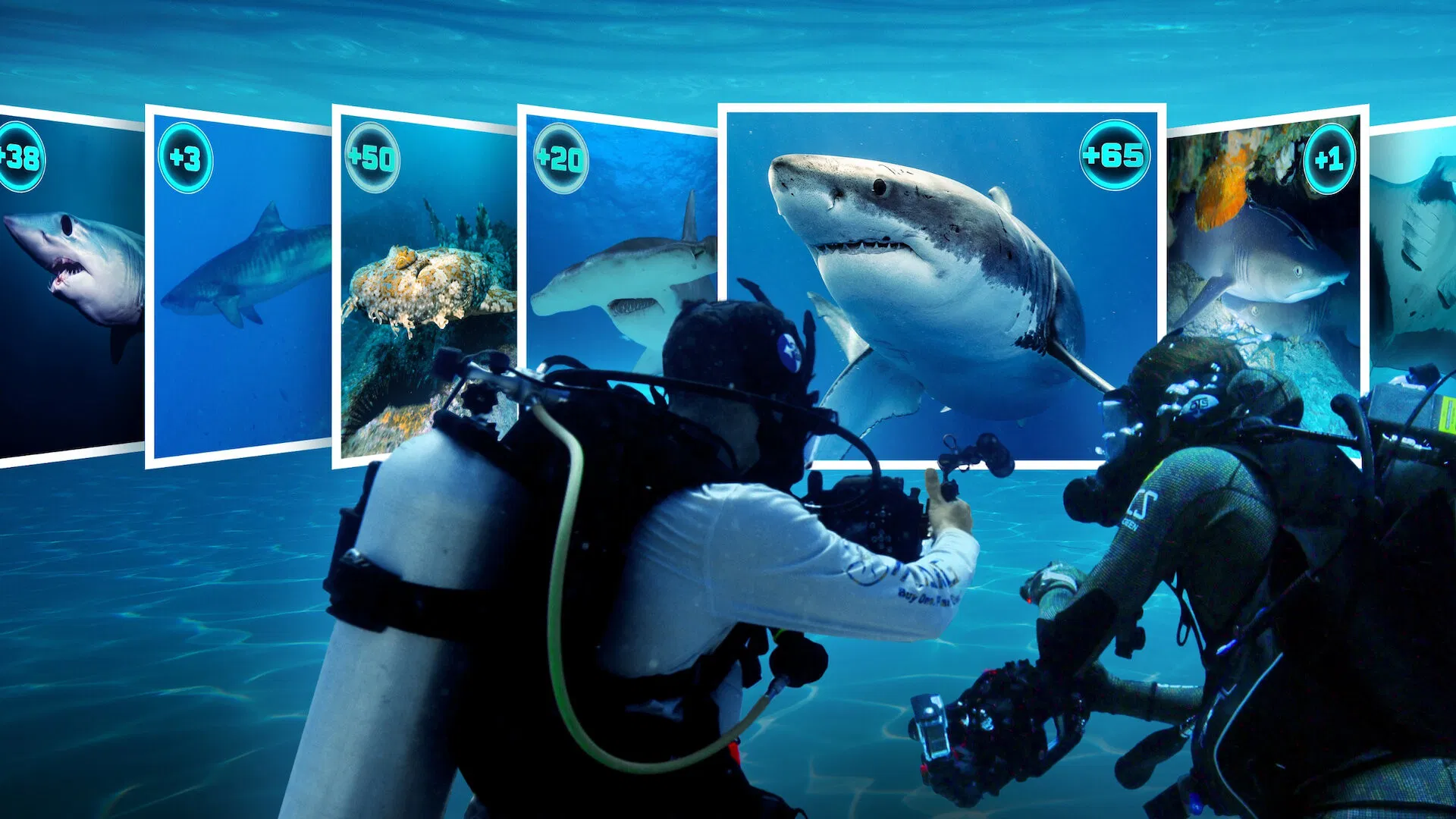 Đi Tìm Cá Mập - All The Sharks