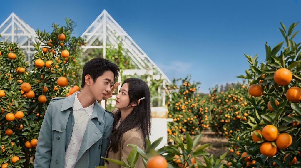 Ảnh nền Xin Chào, Người Yêu Quất Tử Của Tôi
